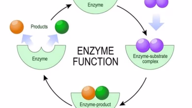 Enzymes: Importance, Definition & Characteristics