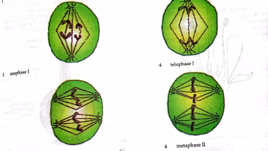 What Is Meiosis? A Simple Explanation of Cell Division