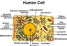 The Cell: Definition, Functions, Characteristics, and Forms