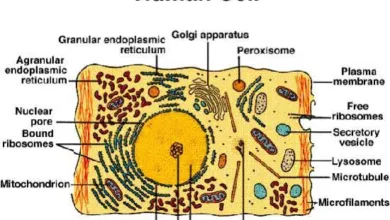 The Cell: Definition, Functions, Characteristics, and Forms