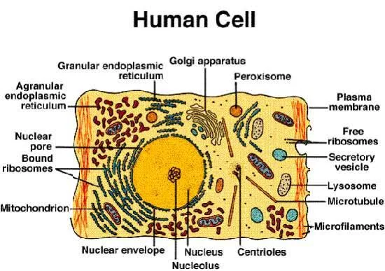 The Cell: Definition, Functions, Characteristics, and Forms