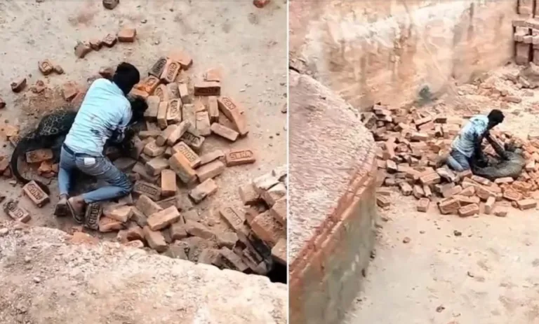 Drama as Man Fights Off Leopard with Bare Hands at Worksite in India (Video)