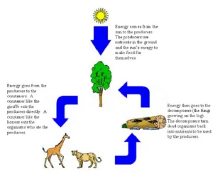 The Functioning of an Ecosystem: Producers, Consumers, and Decomposers