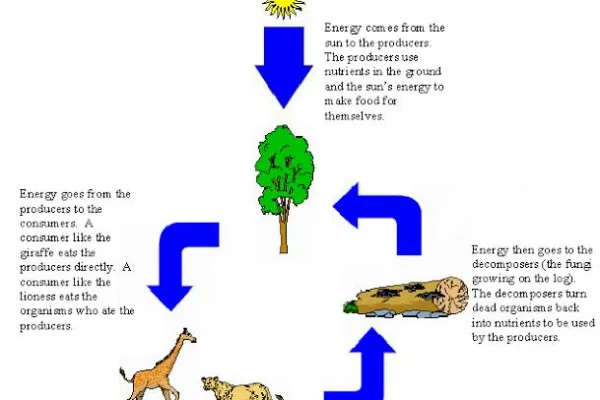 The Functioning of an Ecosystem: Producers, Consumers, and Decomposers
