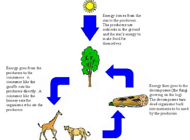 The Functioning of an Ecosystem: Producers, Consumers, and Decomposers
