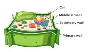 Cell Components and Their Functions