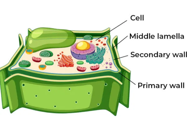 Cell Components and Their Functions