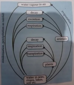 Understanding the Water Cycle: How Water Moves in a Circle
