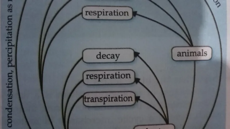 Understanding the Water Cycle: How Water Moves in a Circle