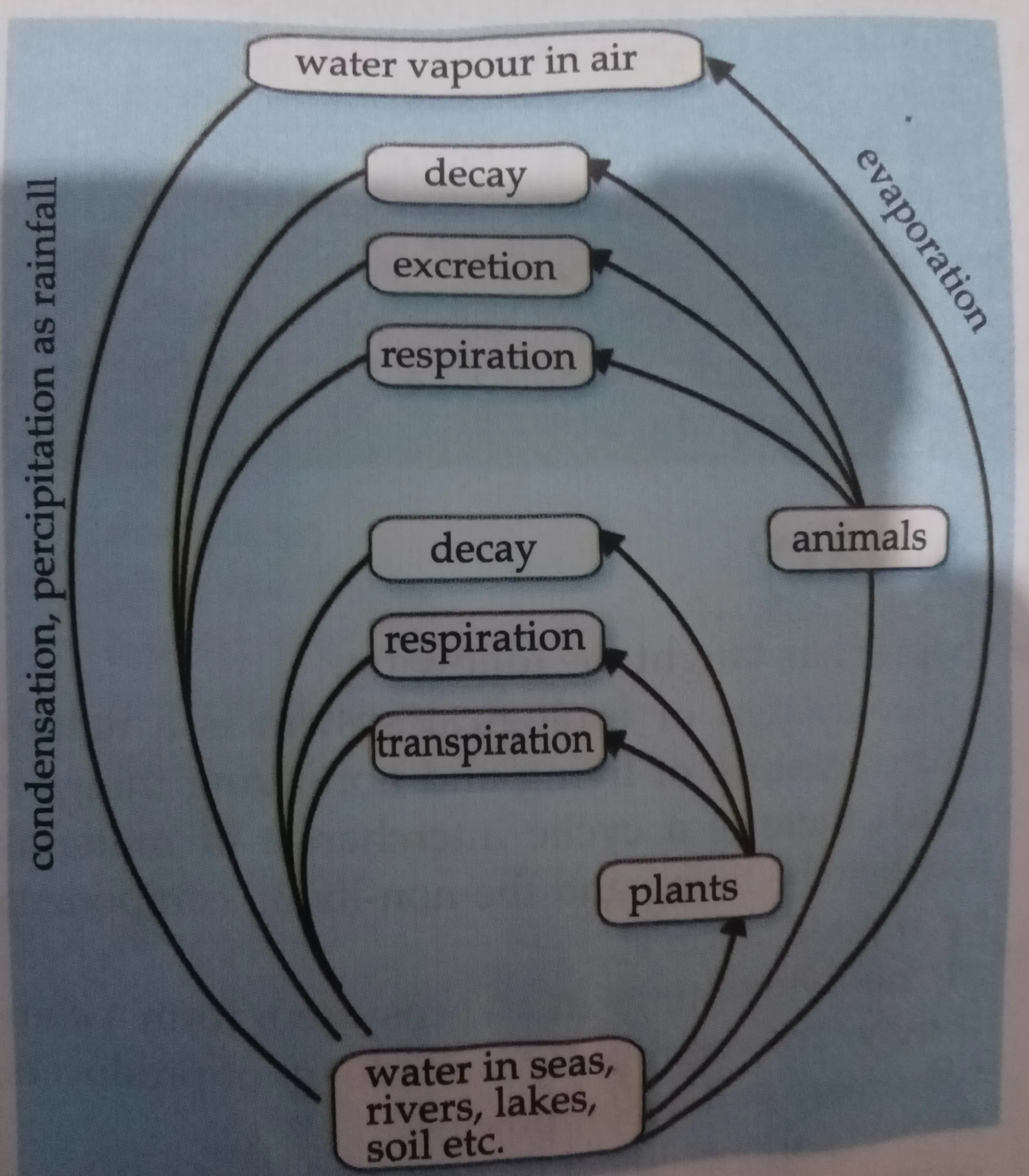 Understanding the Water Cycle: How Water Moves in a Circle