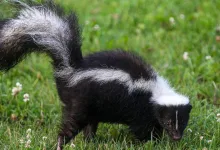 Rabies Outbreak Linked to Skunk Scratch Kills Two in Rare US Case