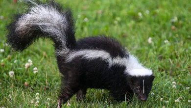 Rabies Outbreak Linked to Skunk Scratch Kills Two in Rare US Case