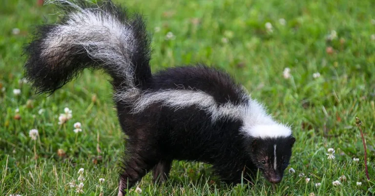 Rabies Outbreak Linked to Skunk Scratch Kills Two in Rare US Case