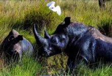 Rhinos Return to Uganda After Over 40 Years