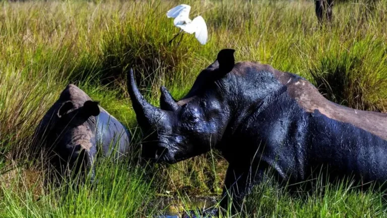Rhinos Return to Uganda After Over 40 Years