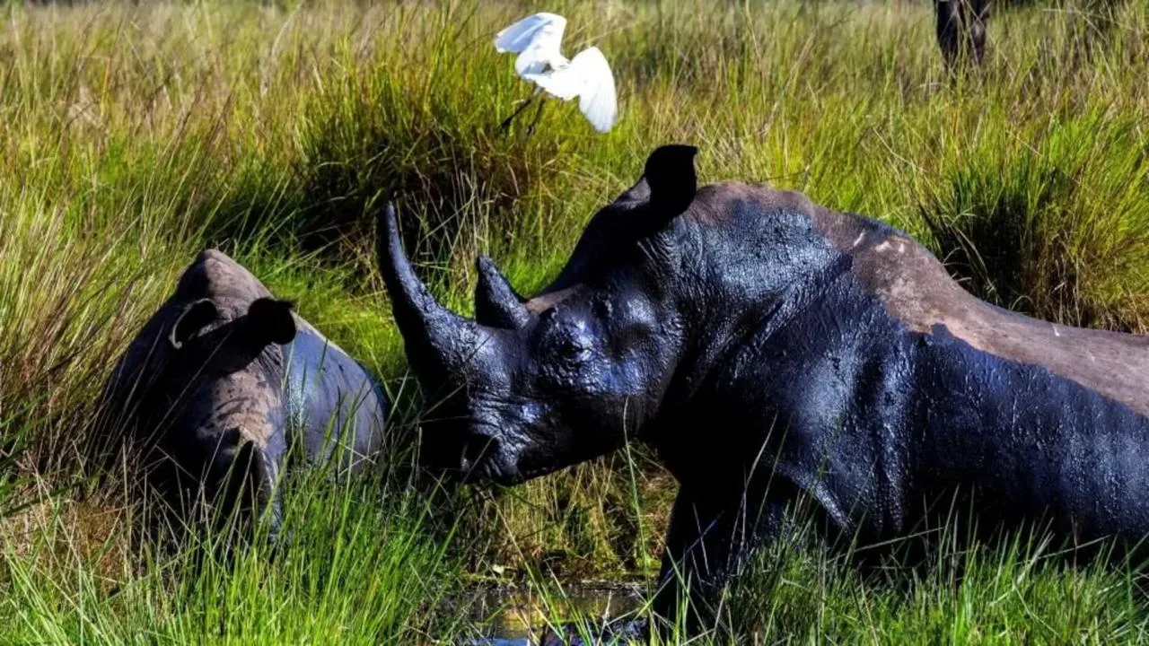 Rhinos Return to Uganda After Over 40 Years
