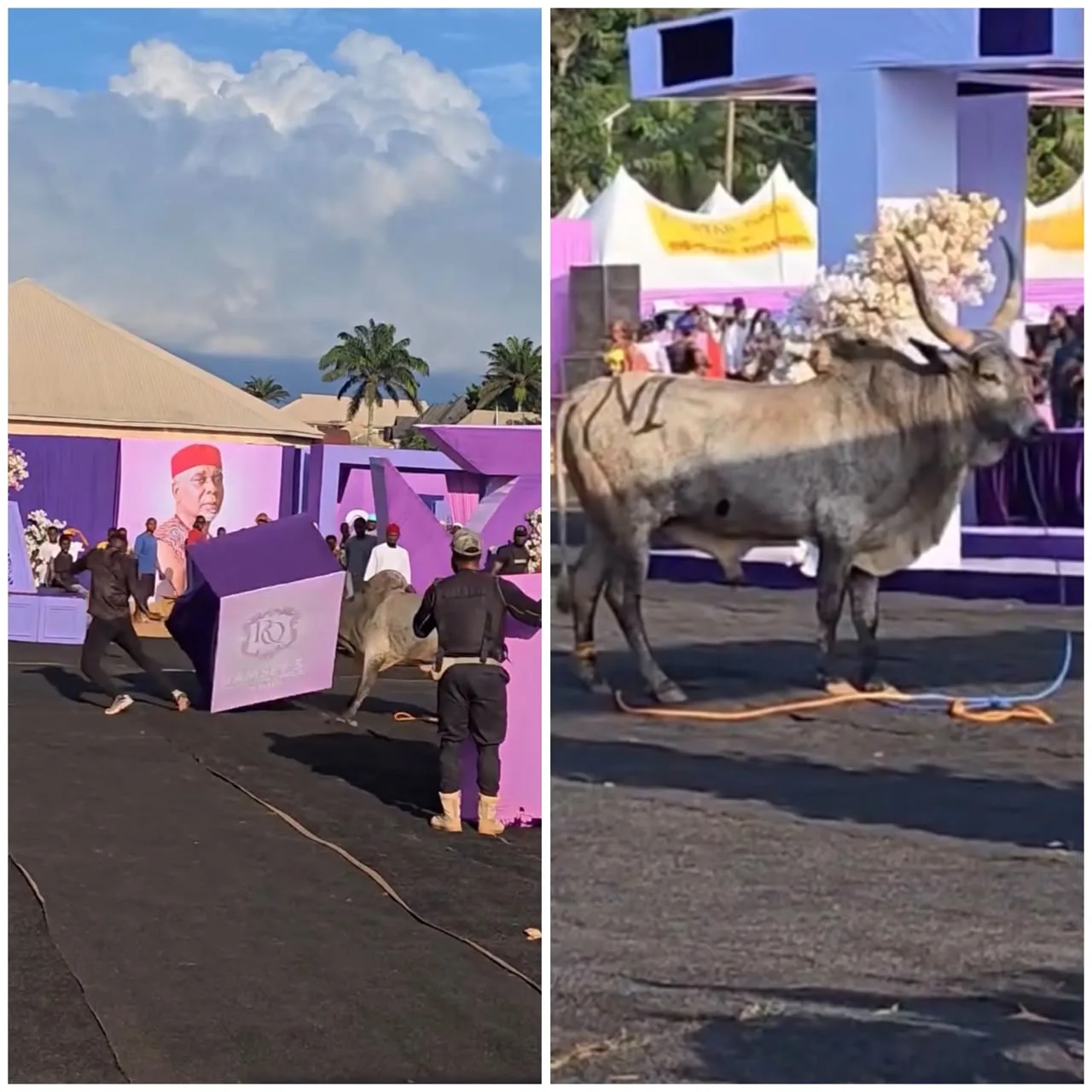 Giant Cow Causes Panic at Funeral Reception in Enugu